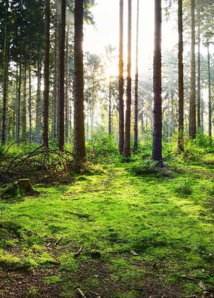 forest ecoystem